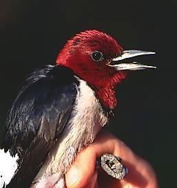 Photo of red-headed woodpecker