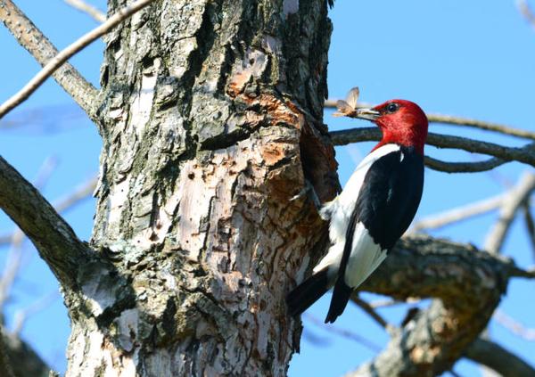 Photo of woodpecker on snag