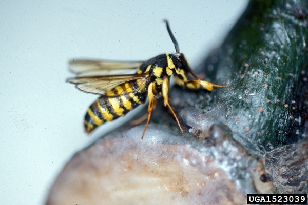 A black and yellow striped insect with clear wings.