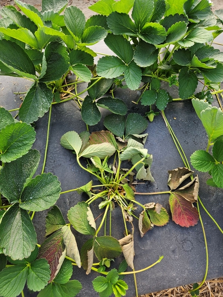 Red, wilted strawberry plant leaves