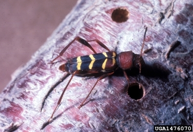 A bright red striped insect with large hind legs