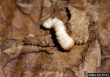 A grub-like cream-colored insect without legs.
