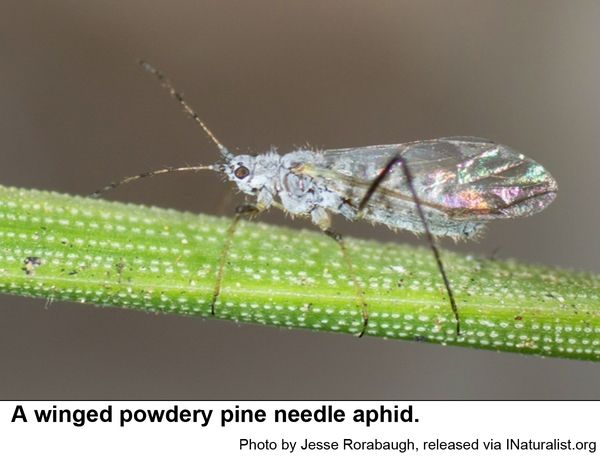 A winged powdery pine needle aphid