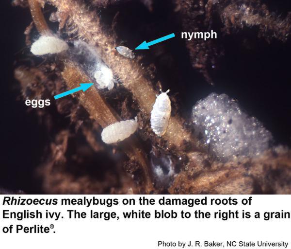 Rhizoecus mealybugs