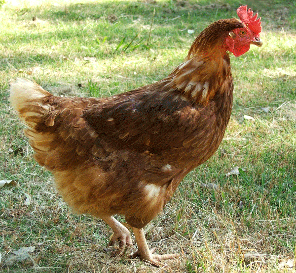 A chicken with feathers that are shades of reddish brown