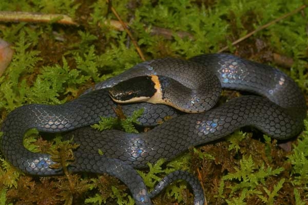 Smooth, slate gray snake with a yellow-orange ring around the neck.