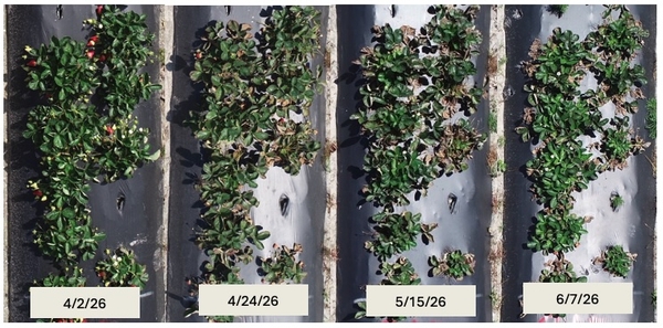 Collage of photos of row of strawberry plants on different dates from April into June