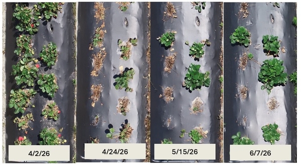 Collage of photos of row of strawberry plants on different dates from April into June