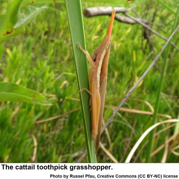 Photo of cattail toothpick grasshopper