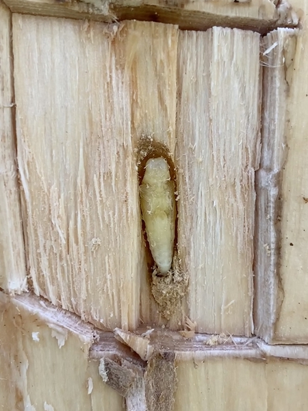 cream-colored pupa, hidden within gallery in wood