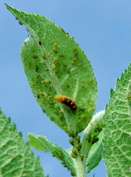 Syrphid fly larva feeding on aphids