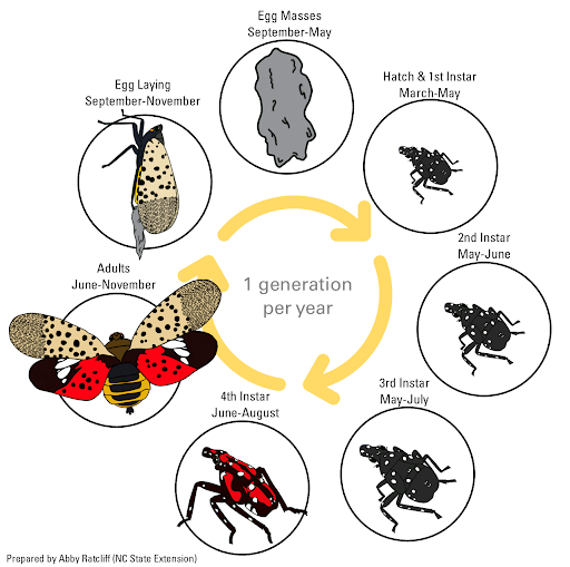 An infographic showing