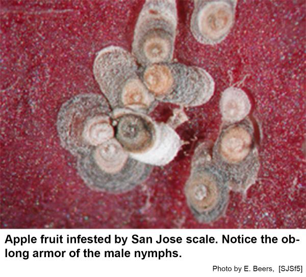 San Jose Scale on Ornamentals | NC State Extension Publications