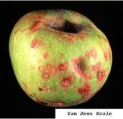 Apple with red spots