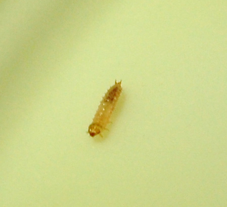 Sap beetle larvae