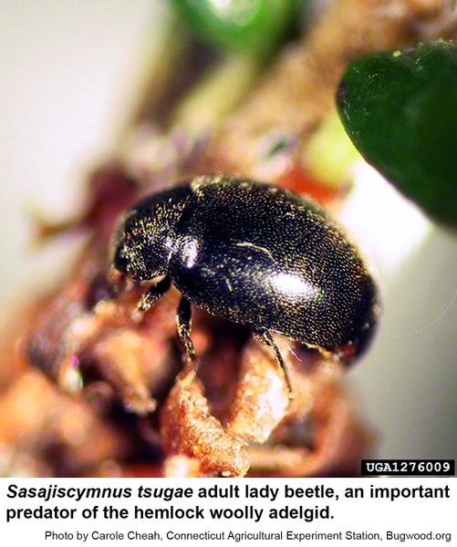 Sasajiscymnus lady beetle
