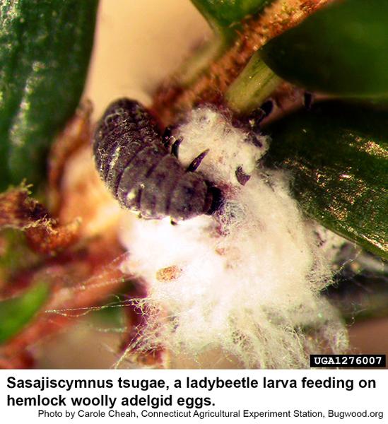 Sasajiscymnus lady beetle larva