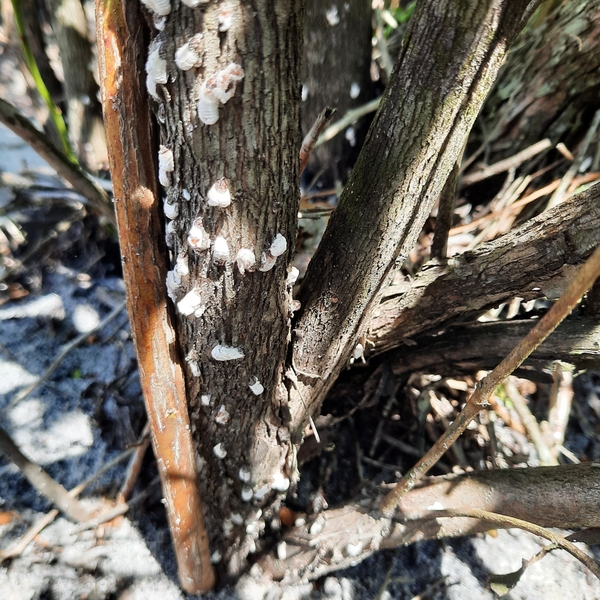 blueberry plant stem with whitish scale insects covering it