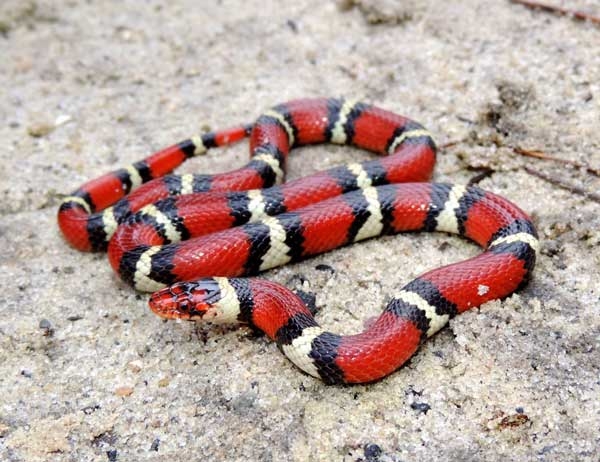 Snake with smooth scales, a red snout, and bands in a red, black, white, black, red pattern.