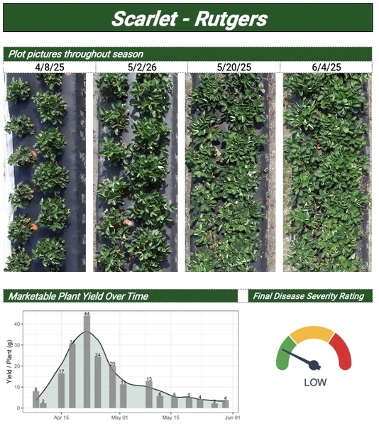 Plot pictures throughout season and graph of Marketable Plant Yield Over Time