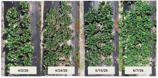 Collage of photos of row of strawberry plants on different dates from April into June