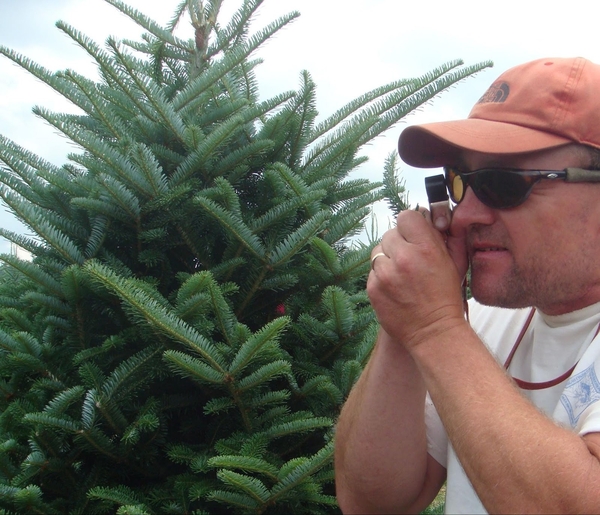 A man standing next to a Christmas tree holds a Fraser fir twig up to his eye and uses a small hand lens to examine the shoot for tiny pests that are difficult to see.