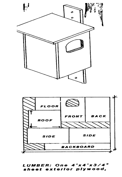 How To DIY Your Own Birdhouse With A Camera