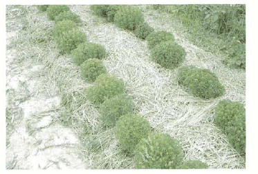 Figure 3. Bush basil grown with straw mulch.