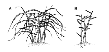 Illustration of black raspberry plant before and after dormancy