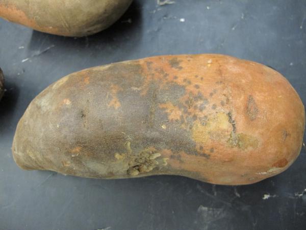 Severe scurf symptoms on sweetpotato.