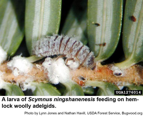 scymnus lady beetle larvae lack fluffy, white