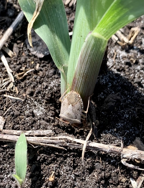 Stink bug at the base of seedling corn