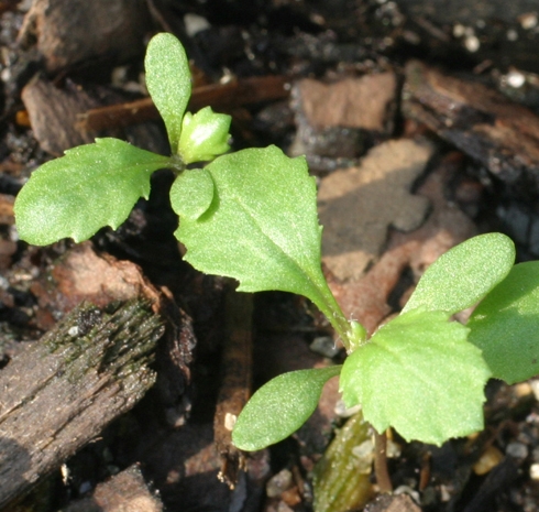 Two common groundsel seedlings sprouting from ground