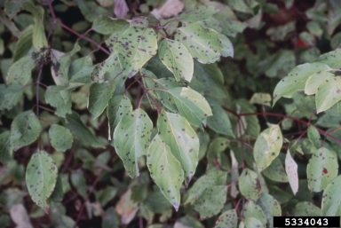 Green foliage with many tiny dark spots.