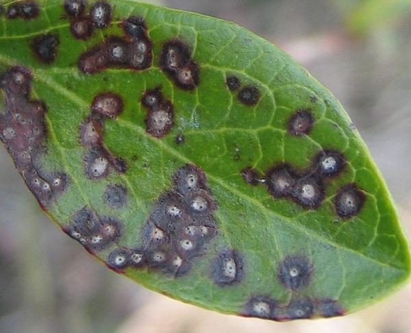Septoria leaf spot blueberry
