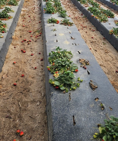 Strawberry row with patches of missing plants