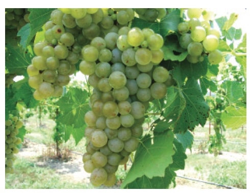 Large, compact clusters of green colored grapes on a vine.