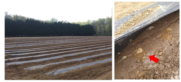 Rows of prepared beds with plastic mulch (left), waterlogged soil (right)