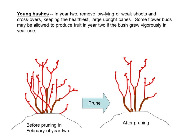 Blueberry pruning image 3