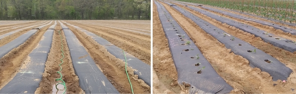 Plastic mulch on rows without holes (left), plastic mulch with holes before planting(right)
