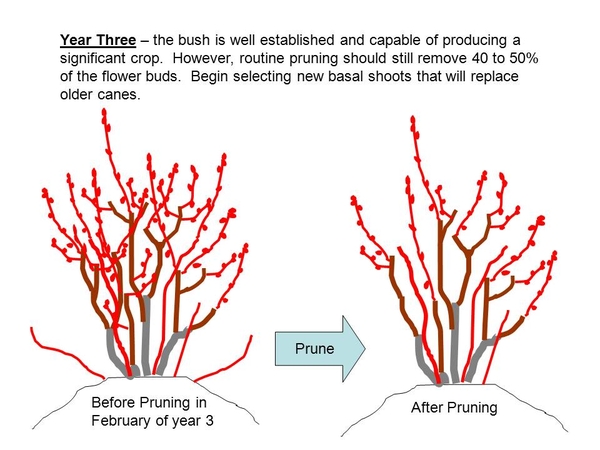Blueberry pruning image 5