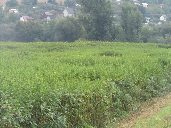 Invasive Jerusalem artichoke