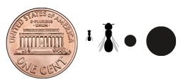 Small carpenter bee body and tunnel size relative to a penny