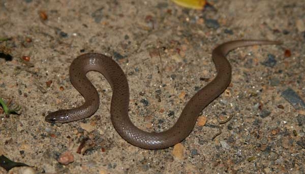 Small brown snake with smooth scales and small black spots.