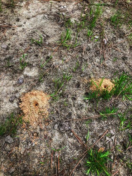 mounds of disturved soil with hole at the center