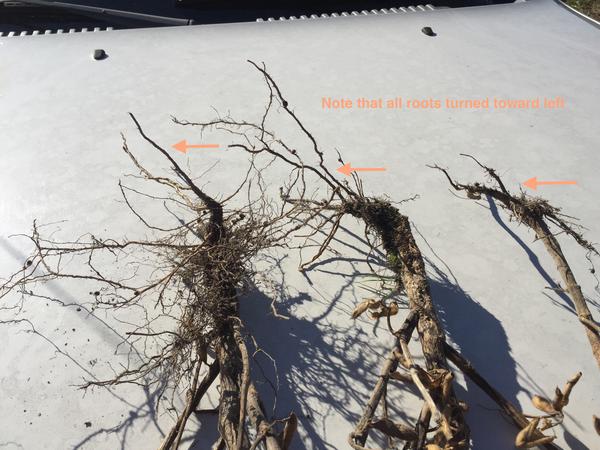 Photo of restricted root growth