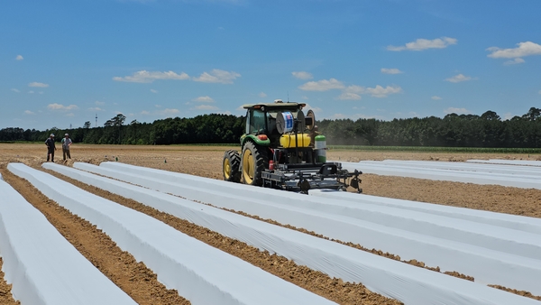 Tractor and white plastic mulch beds being prepared