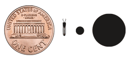 Solierella body and tunnel size relative to a penny