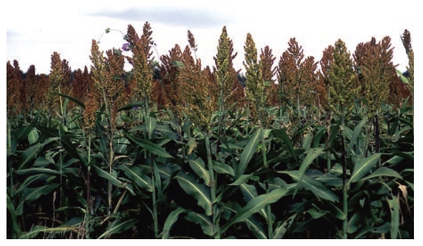 Photograph of a field of sweet sorghum.