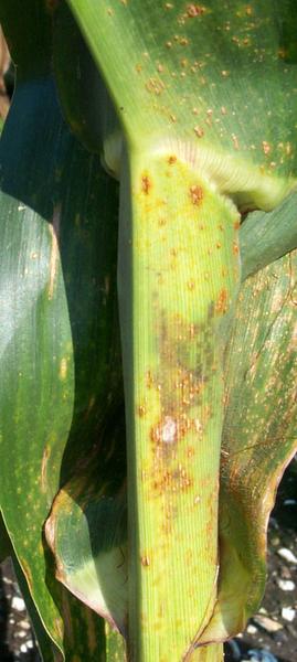 Corn Rusts: Common and Southern Rust | NC State Extension Publications